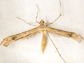 Stenoptilia annadactyla